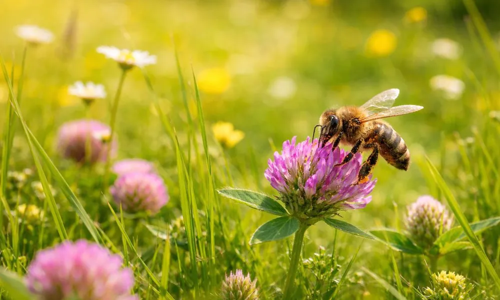 rolety na wymiar krynica zdrój